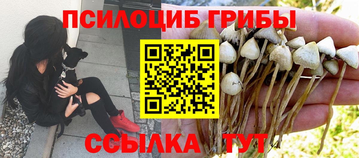 Псилоцибиновые грибы Psilocybe Кохма